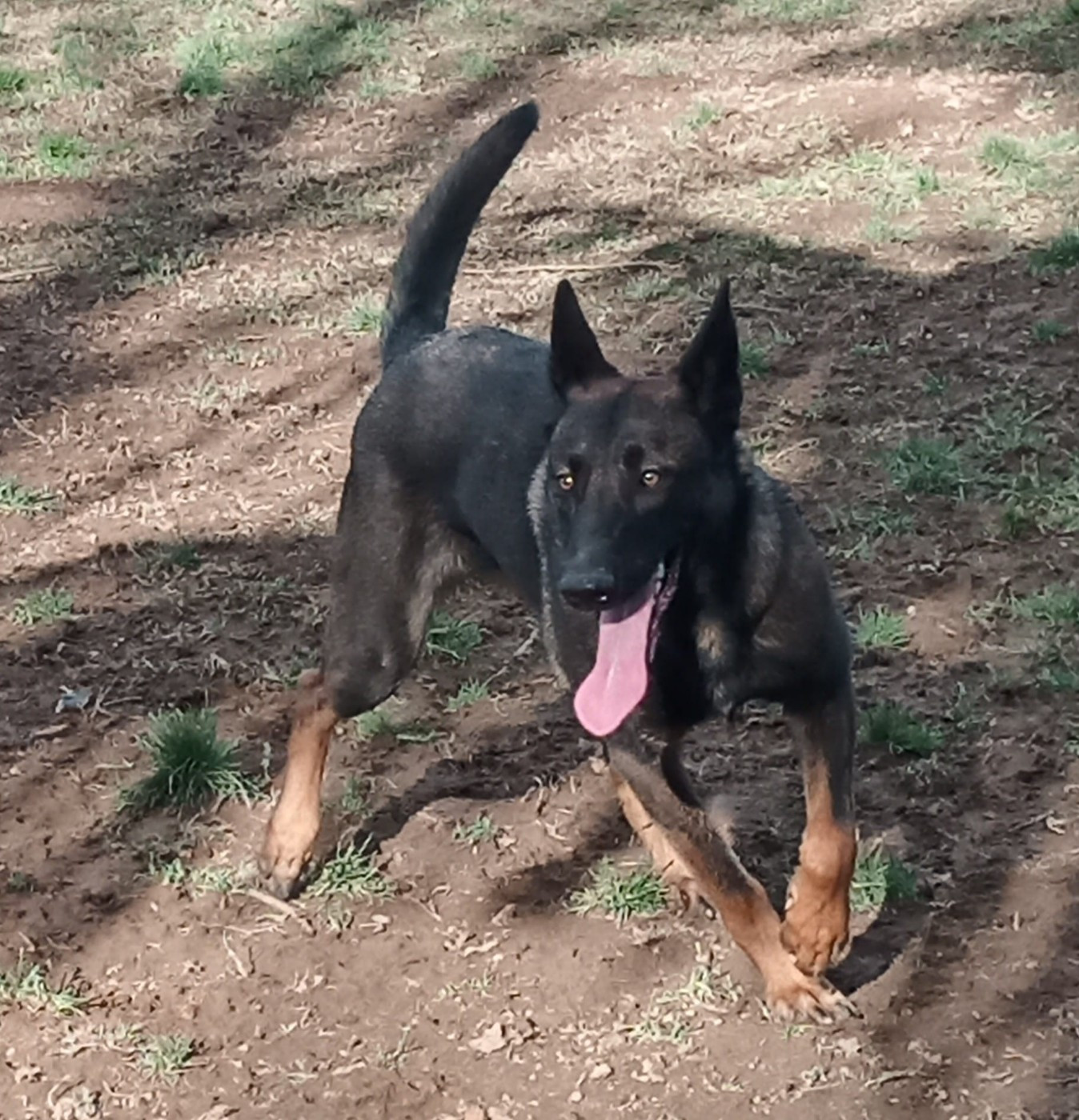 U'zyl du bois des auniat's