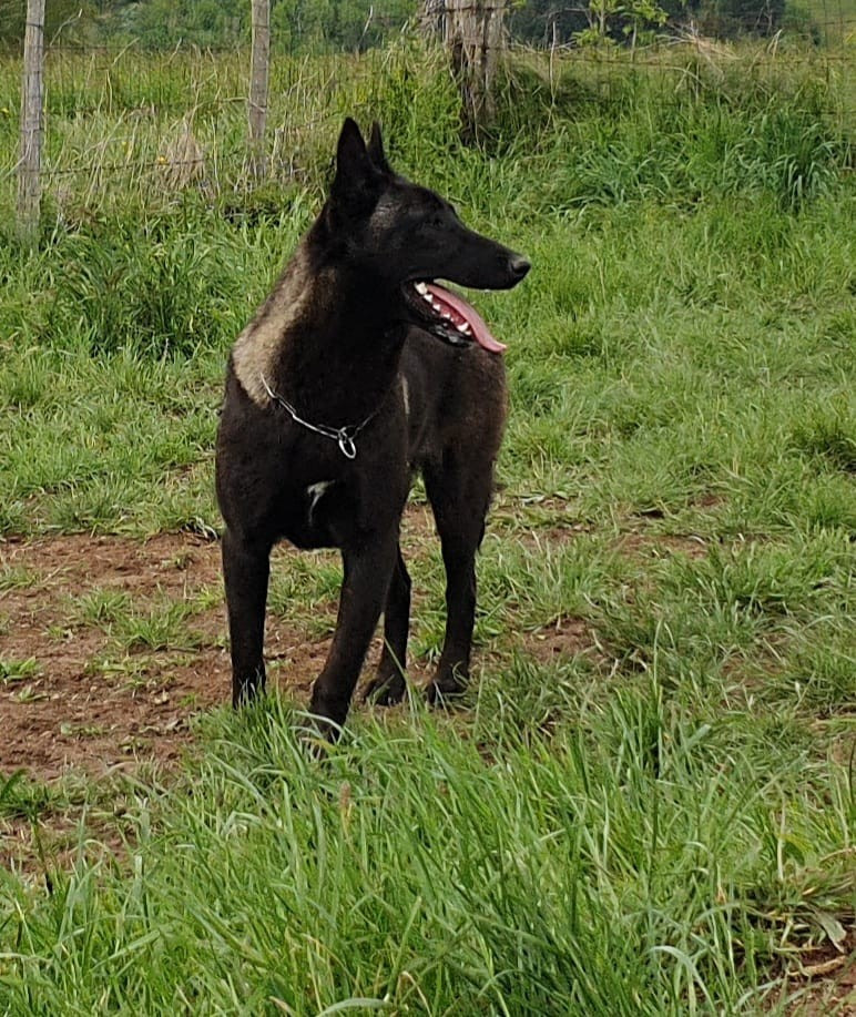 Una De La Dream Team Des Charbonheur