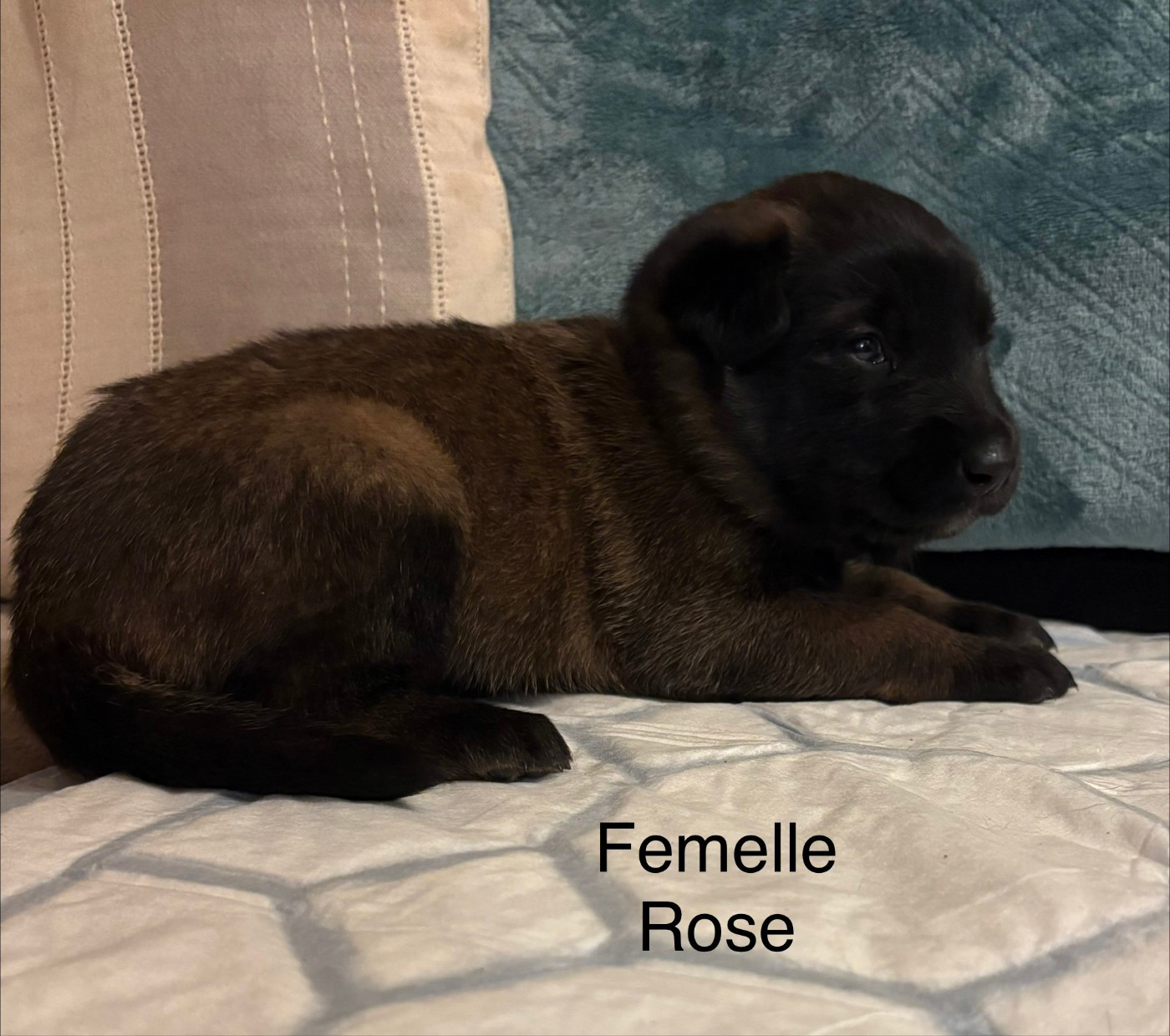 De La Dream Team Des Charbonheur - Chiots disponibles - Berger Belge