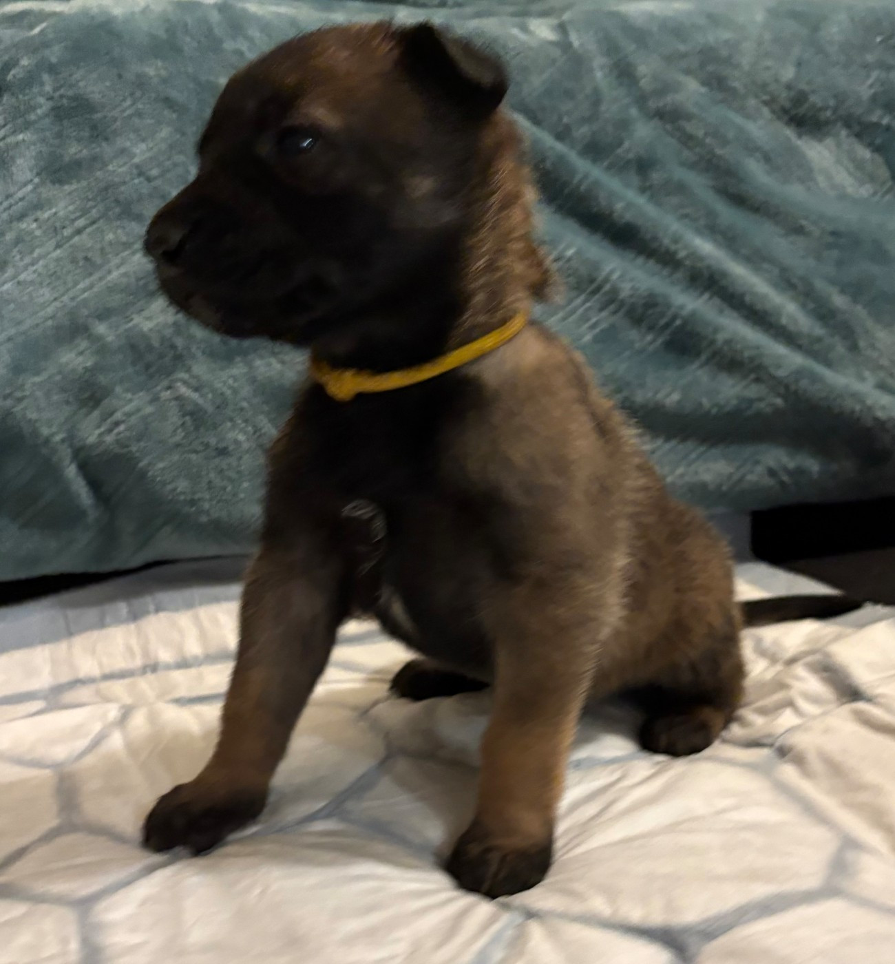 De La Dream Team Des Charbonheur - Chiots disponibles - Berger Belge