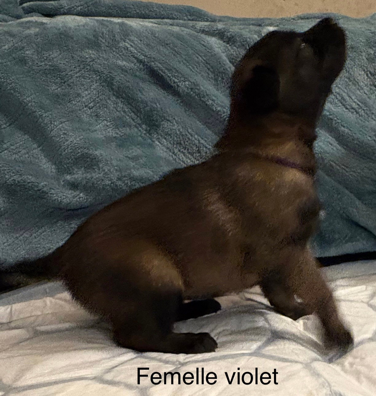 De La Dream Team Des Charbonheur - Chiots disponibles - Berger Belge