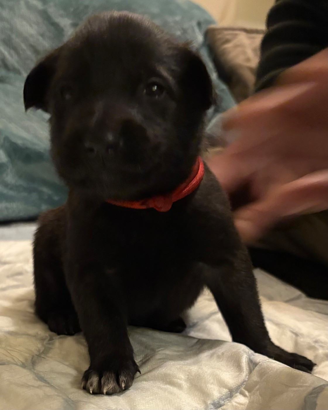 De La Dream Team Des Charbonheur - Chiots disponibles - Berger Belge