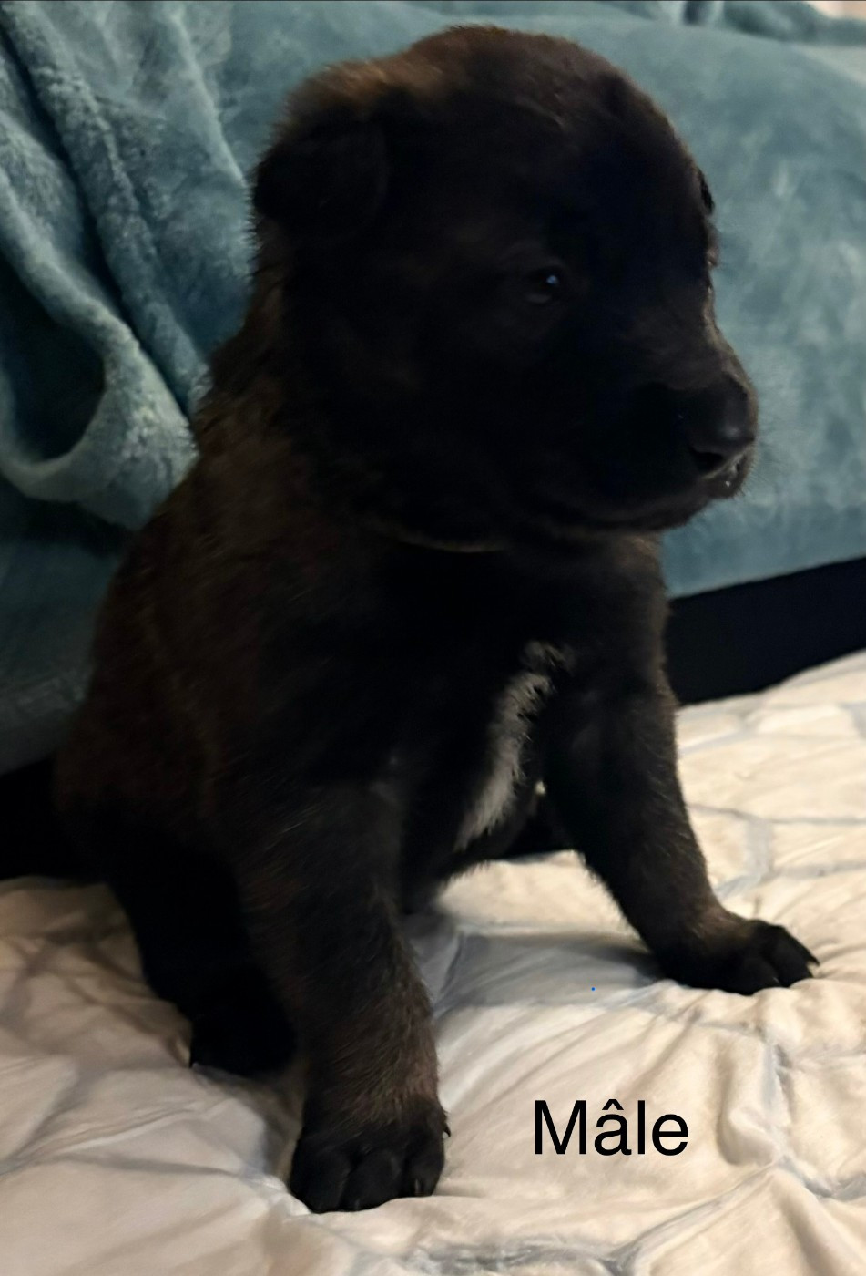 De La Dream Team Des Charbonheur - Chiots disponibles - Berger Belge