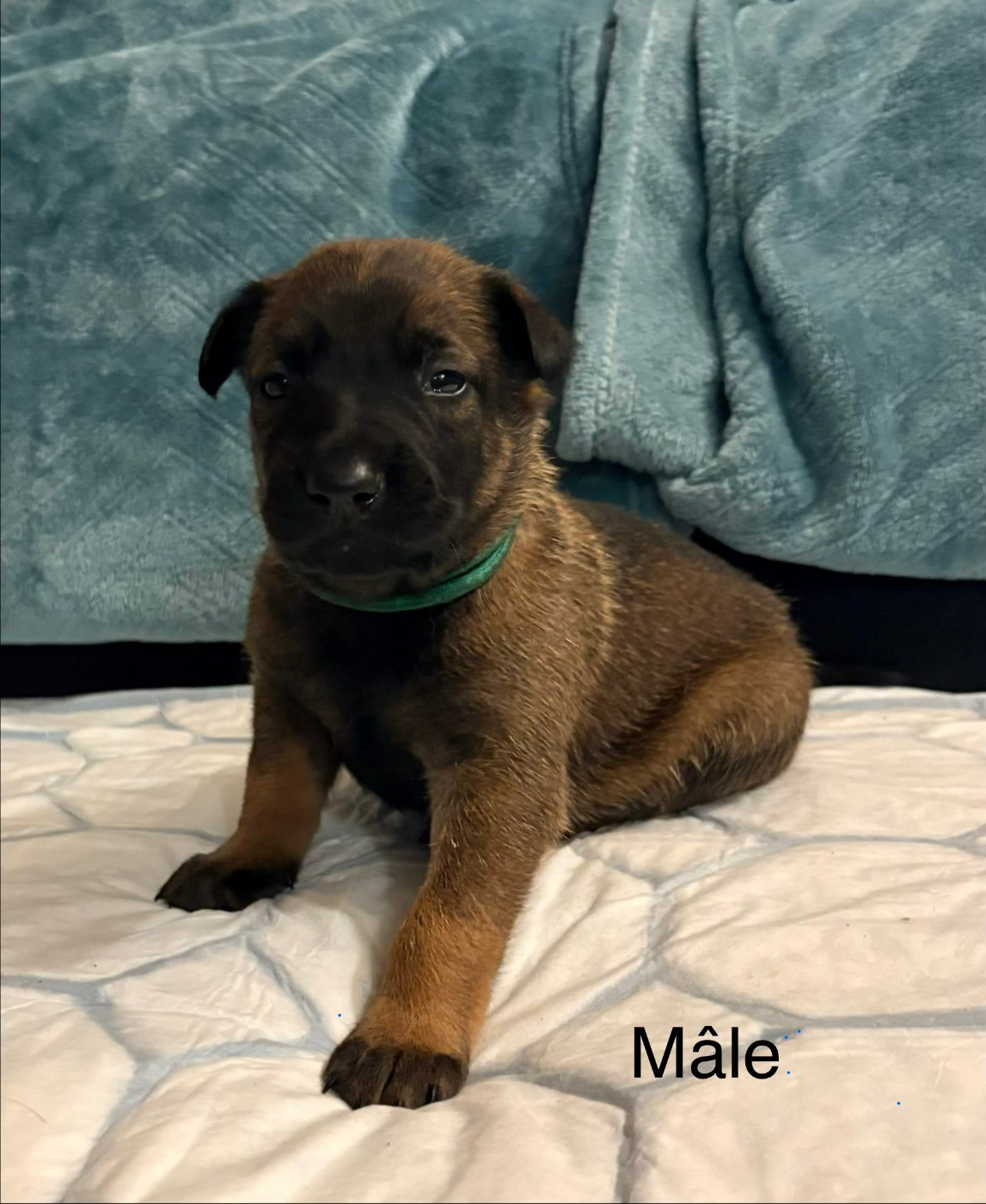 De La Dream Team Des Charbonheur - Chiots disponibles - Berger Belge