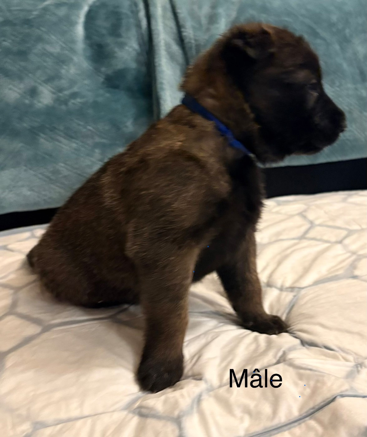 De La Dream Team Des Charbonheur - Chiots disponibles - Berger Belge