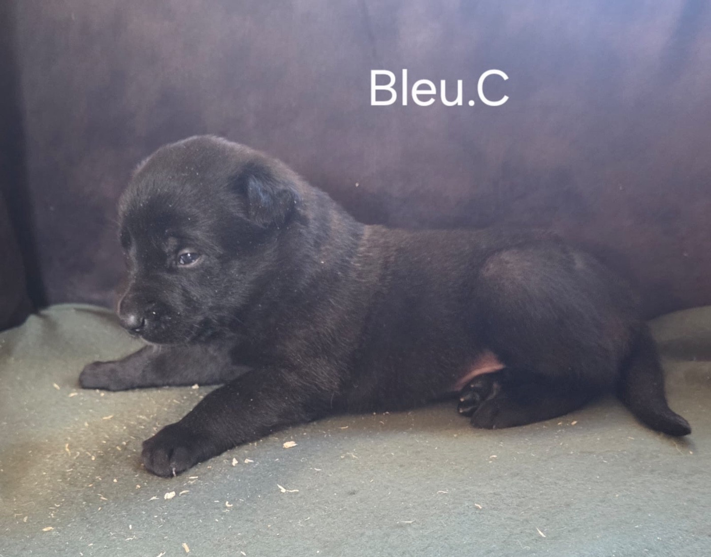 De La Dream Team Des Charbonheur - Chiots disponibles - Berger Belge