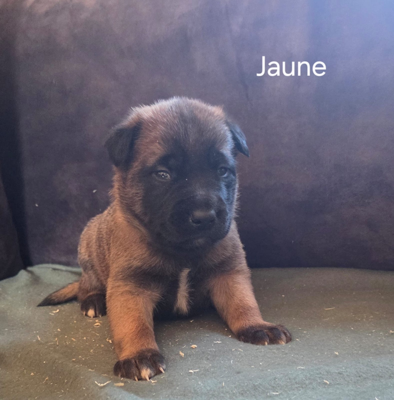 De La Dream Team Des Charbonheur - Chiots disponibles - Berger Belge