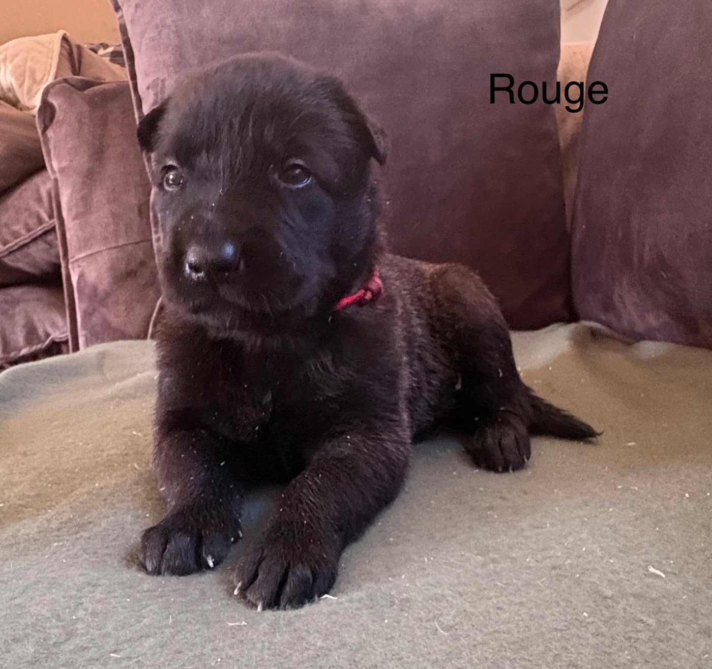 De La Dream Team Des Charbonheur - Chiots disponibles - Berger Belge