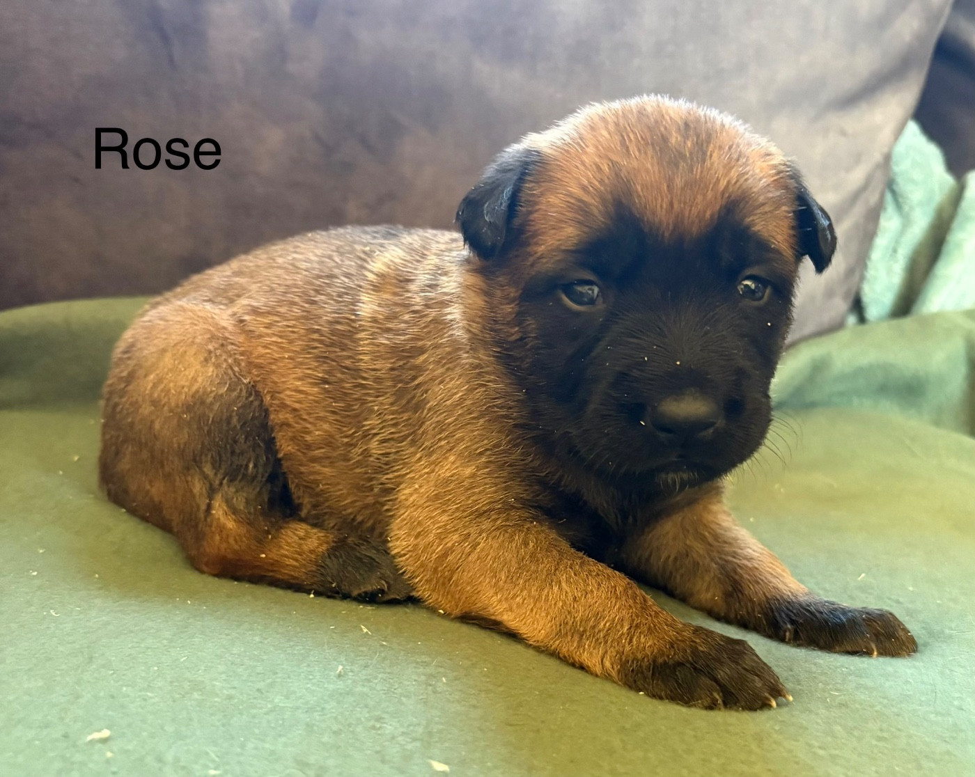 De La Dream Team Des Charbonheur - Chiots disponibles - Berger Belge