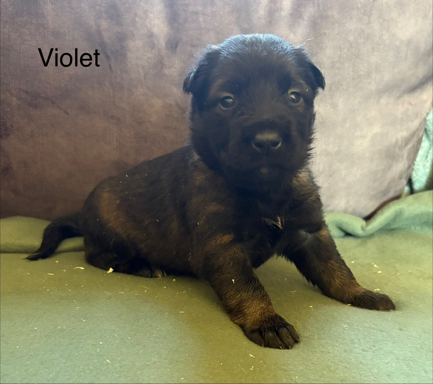 De La Dream Team Des Charbonheur - Chiots disponibles - Berger Belge