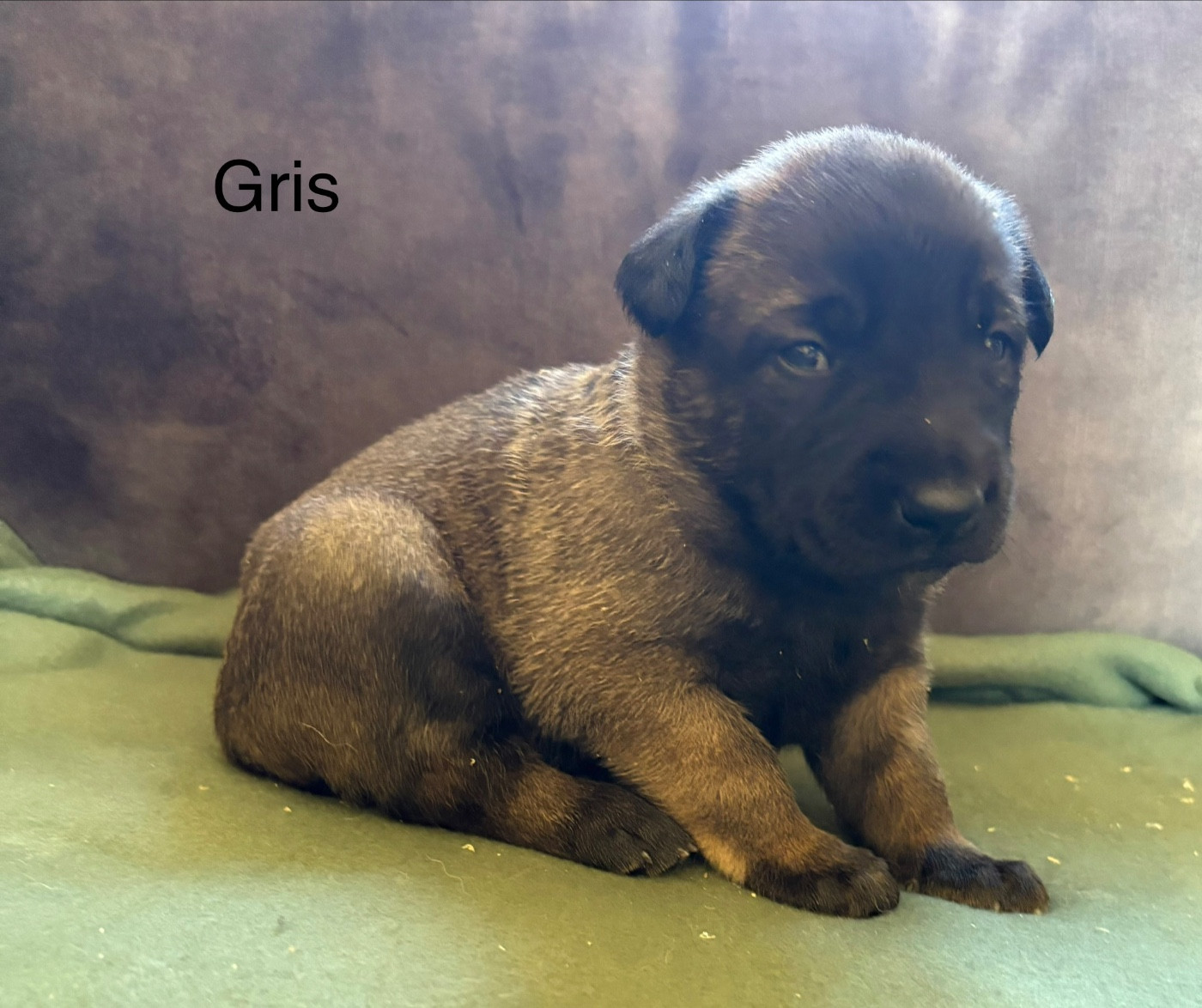 De La Dream Team Des Charbonheur - Chiots disponibles - Berger Belge
