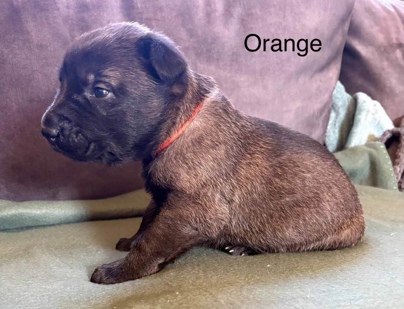 De La Dream Team Des Charbonheur - Chiots disponibles - Berger Belge