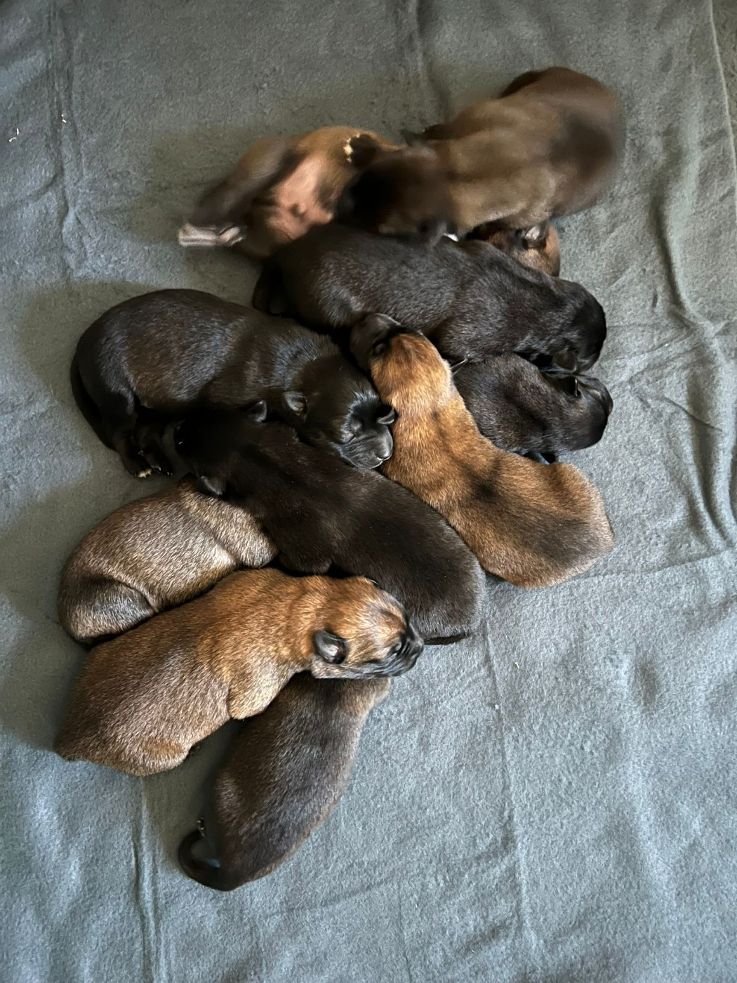 Chiot Berger Belge De La Dream Team Des Charbonheur