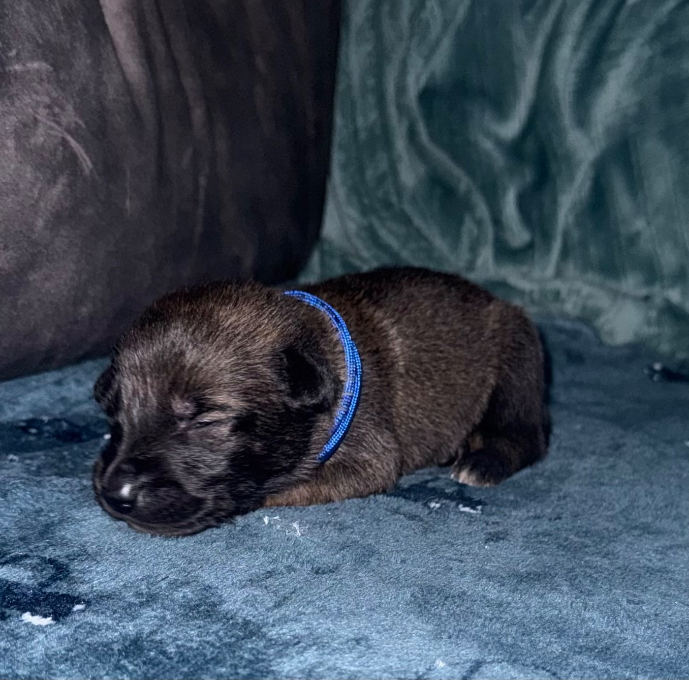De La Dream Team Des Charbonheur - Chiots disponibles - Berger Belge