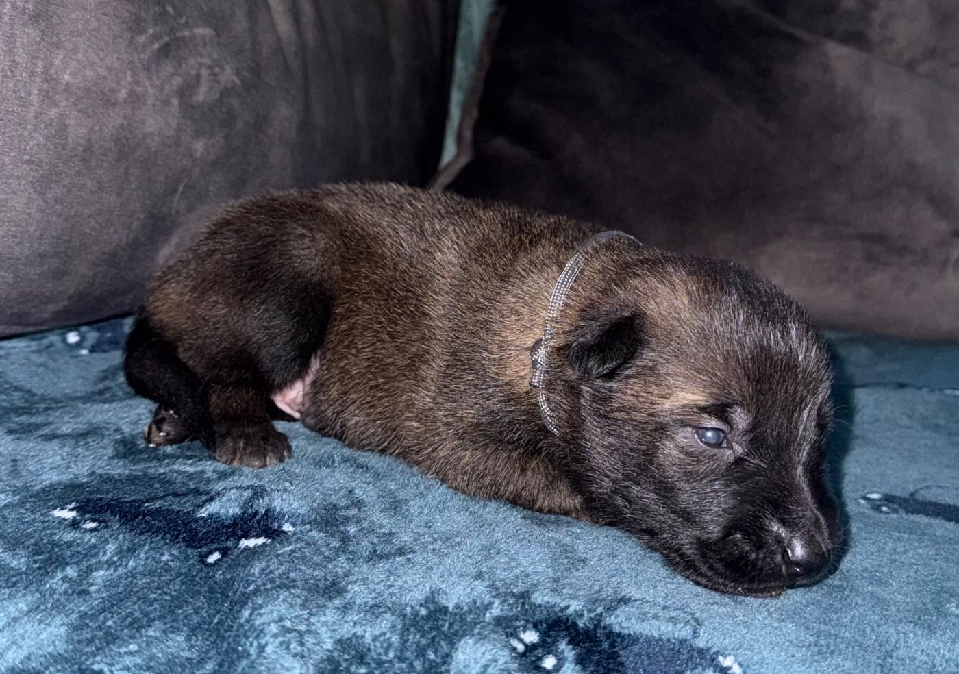 De La Dream Team Des Charbonheur - Chiots disponibles - Berger Belge