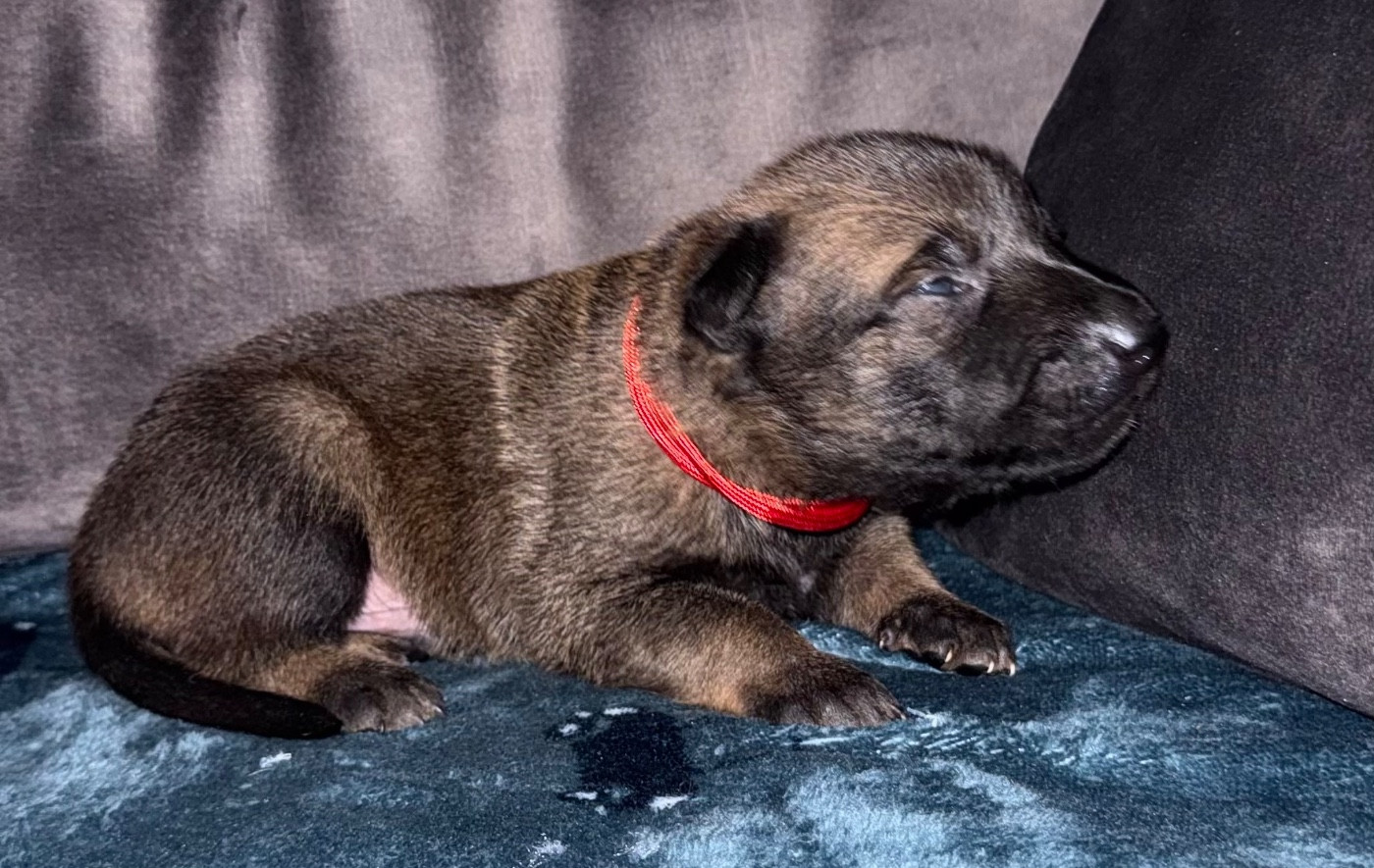 De La Dream Team Des Charbonheur - Chiots disponibles - Berger Belge