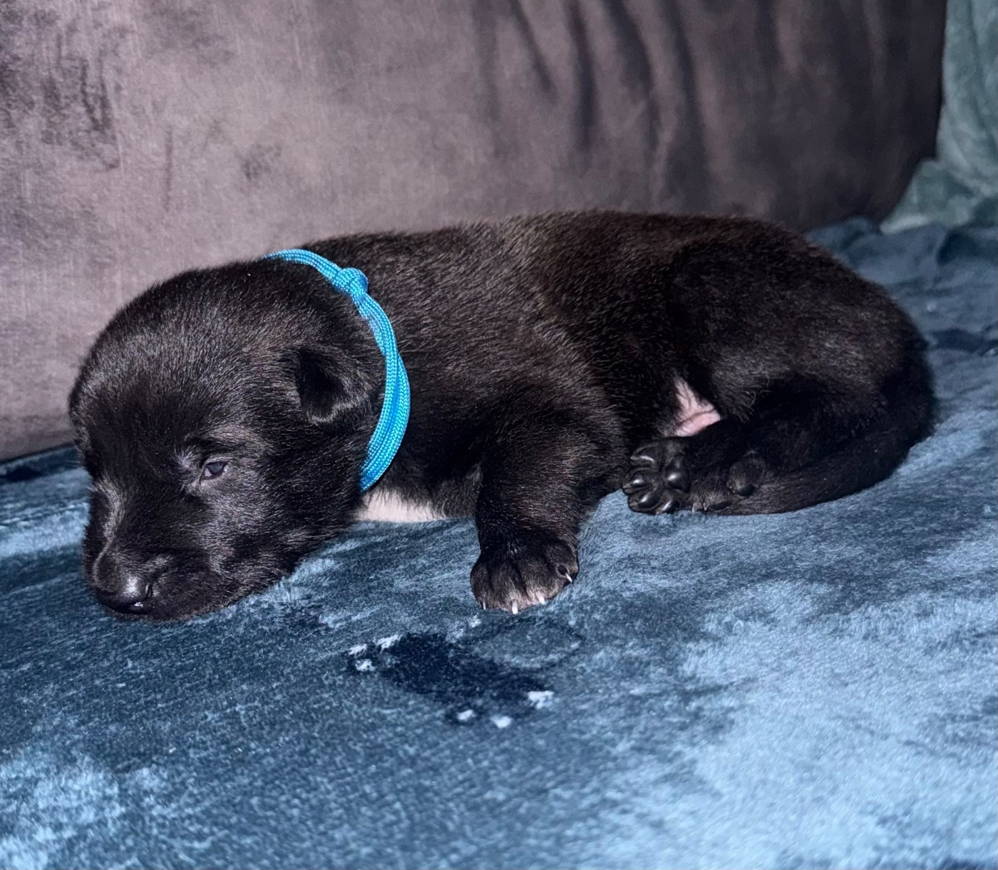 De La Dream Team Des Charbonheur - Chiots disponibles - Berger Belge