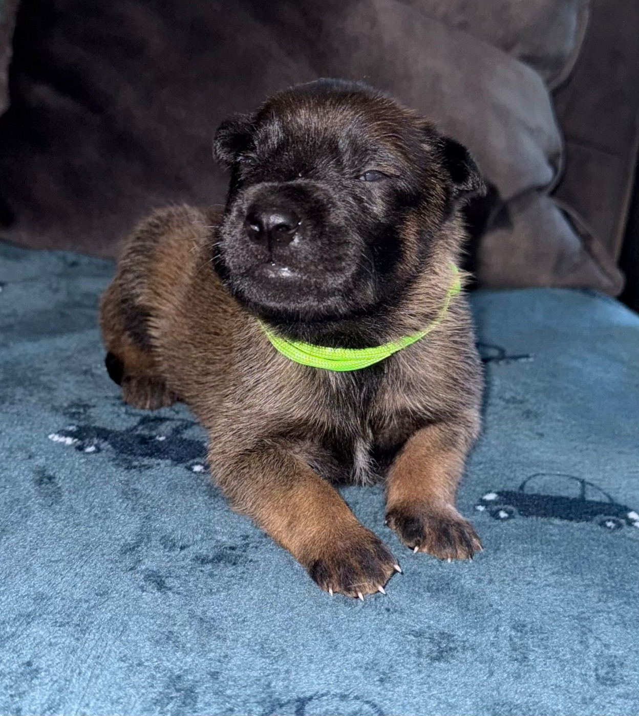 De La Dream Team Des Charbonheur - Chiots disponibles - Berger Belge
