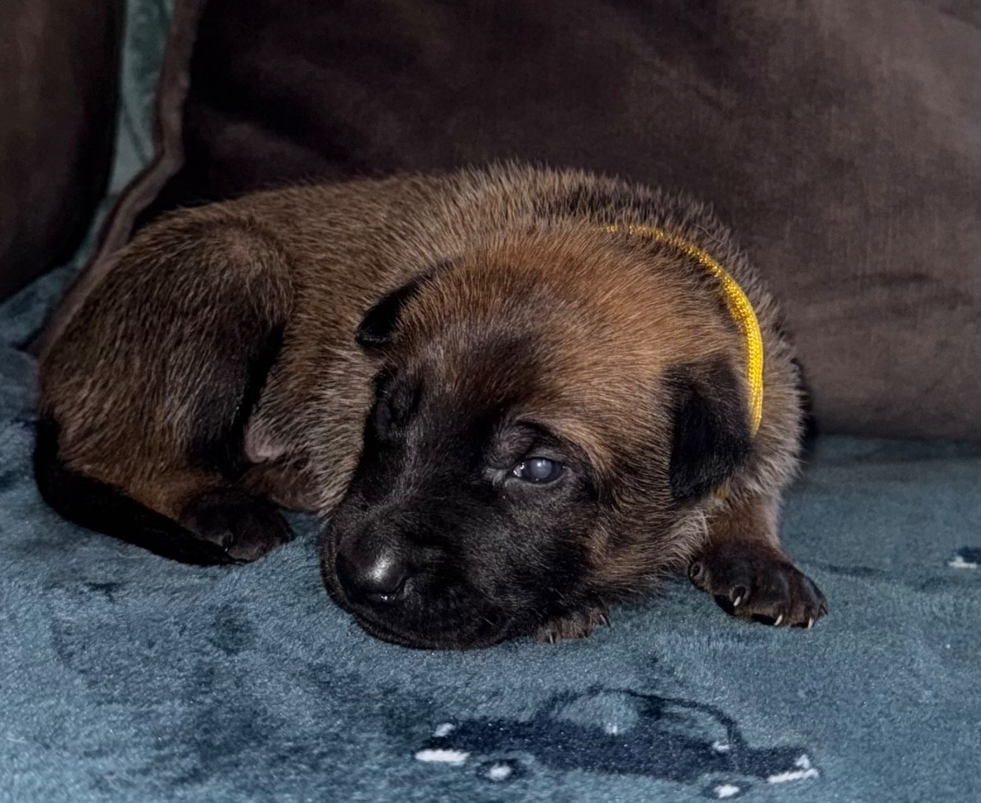 De La Dream Team Des Charbonheur - Chiots disponibles - Berger Belge