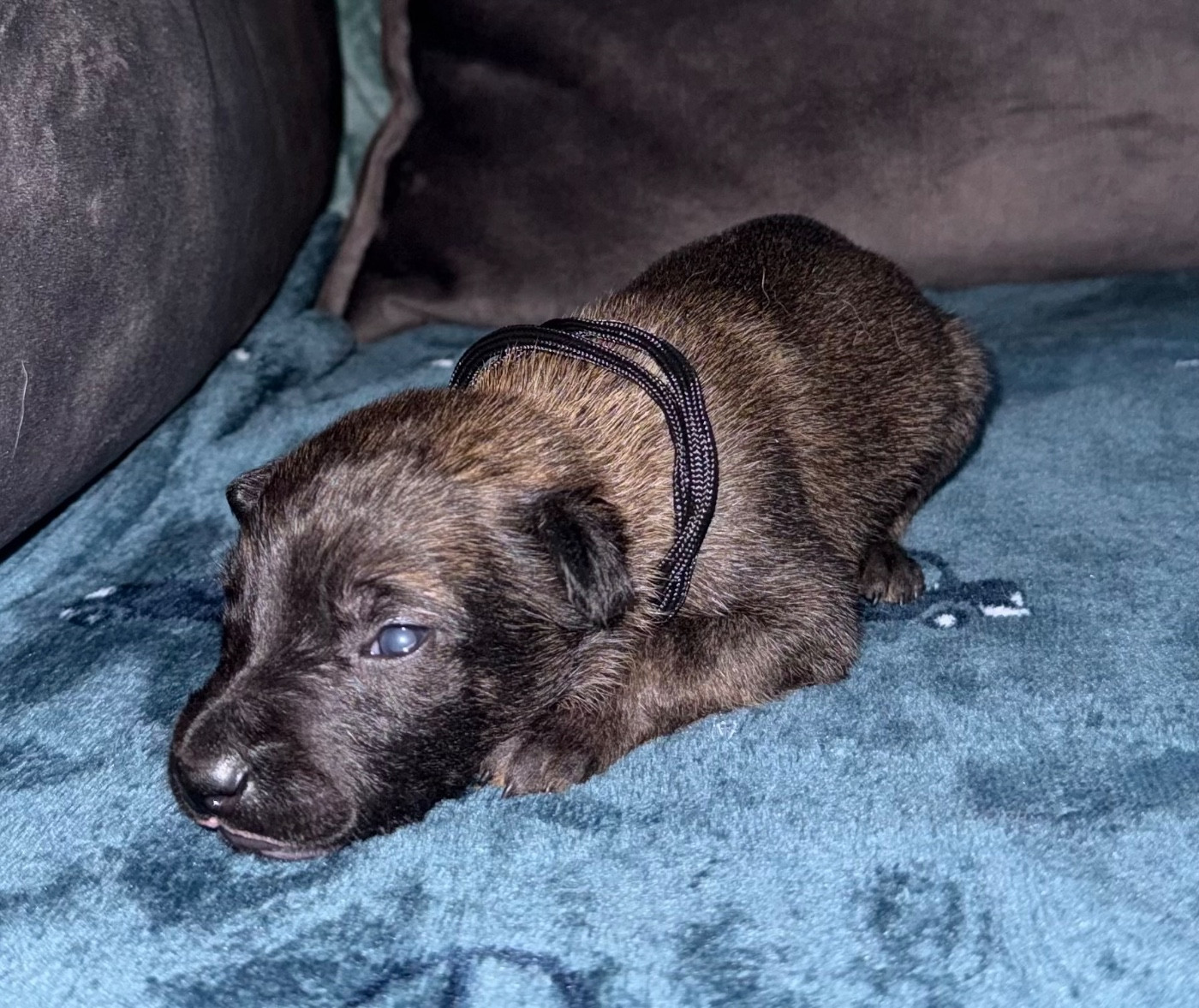 De La Dream Team Des Charbonheur - Chiots disponibles - Berger Belge