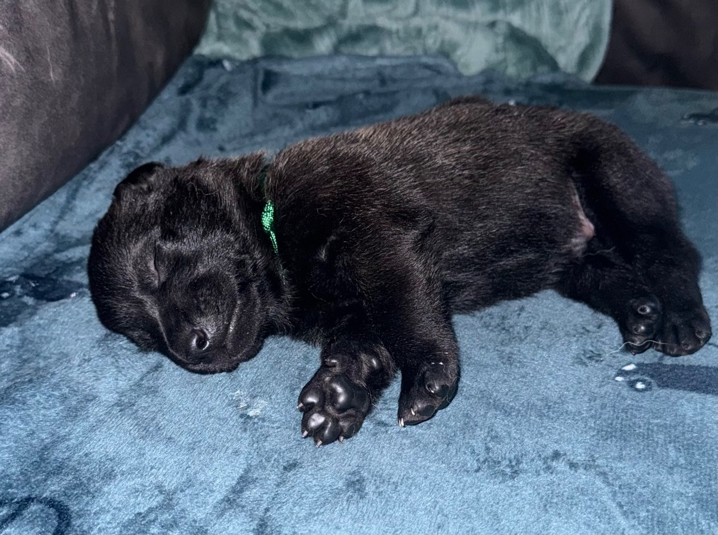 De La Dream Team Des Charbonheur - Chiots disponibles - Berger Belge