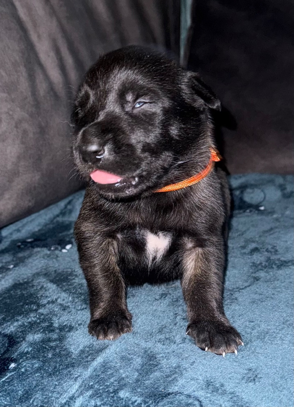De La Dream Team Des Charbonheur - Chiots disponibles - Berger Belge