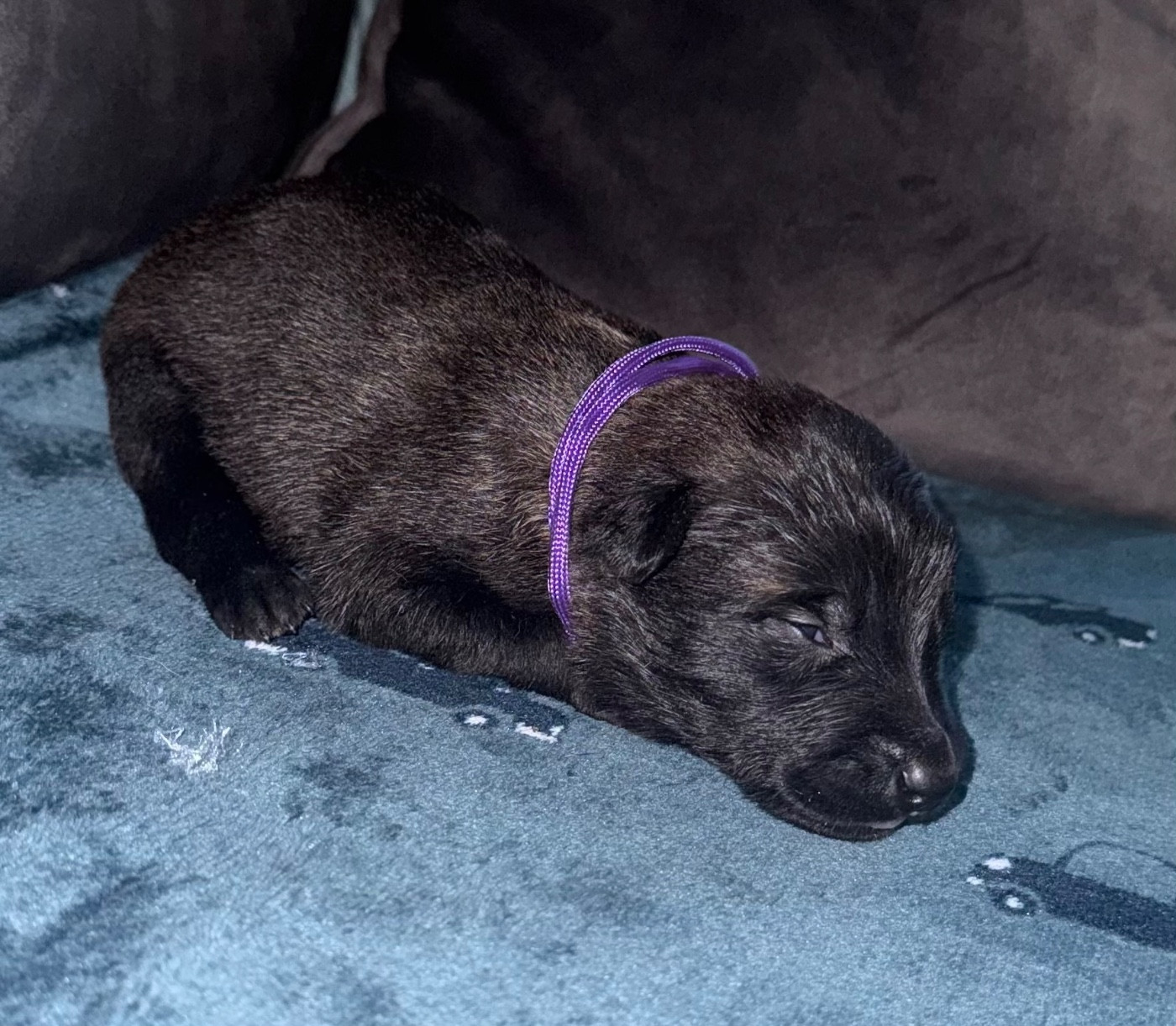 De La Dream Team Des Charbonheur - Chiots disponibles - Berger Belge