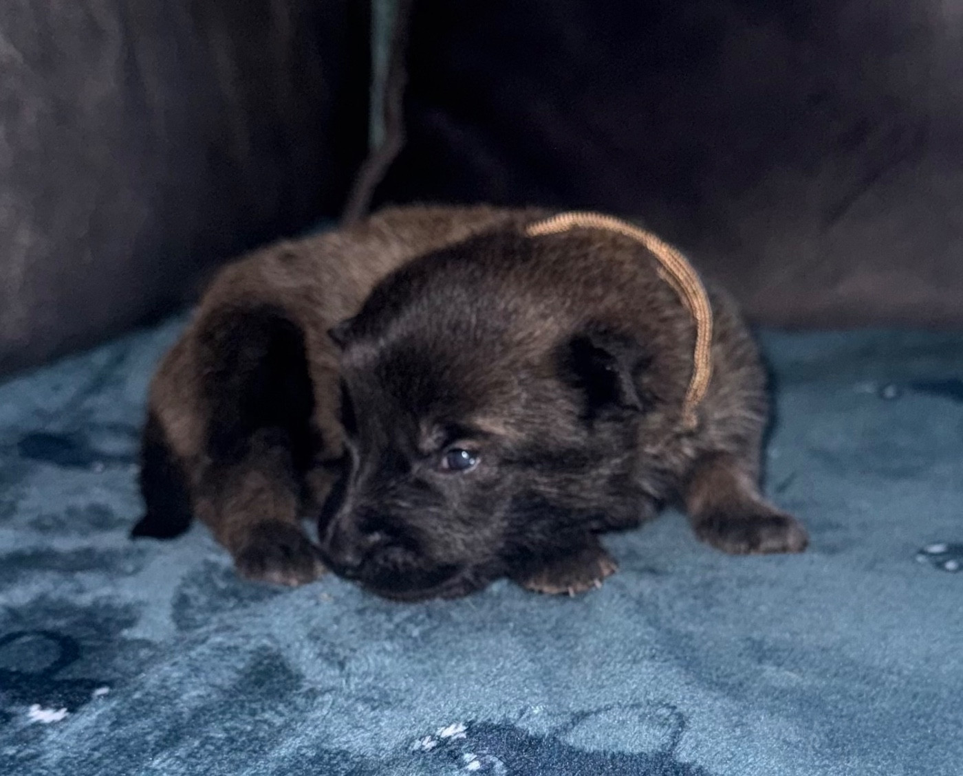 De La Dream Team Des Charbonheur - Chiots disponibles - Berger Belge