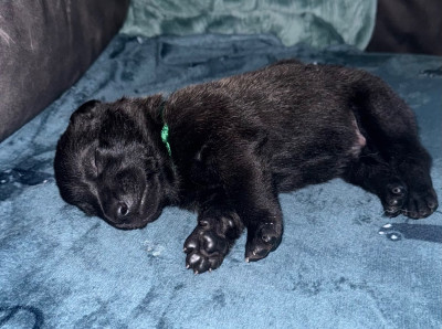Chiot N°8
